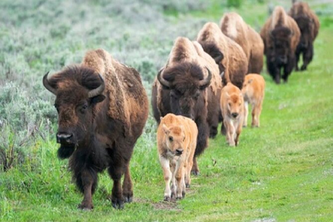 From Jackson Hole: Yellowstone Old Faithful, Waterfalls and Wildlife Day Tour - Grand Canyon of Yellowstone and Lower Falls: the color and the scale