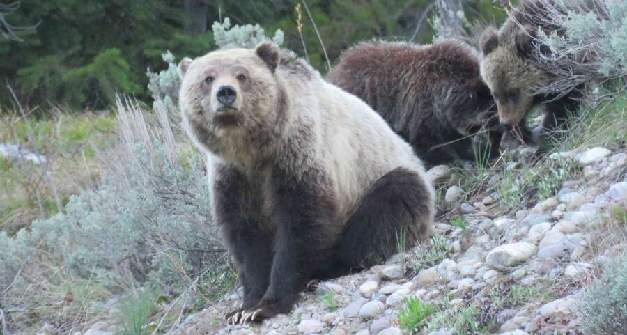 From Jackson: Yellowstone Day Tour Including Entrance Fee - Pickup, Van Comfort, and Why the Timing Matters