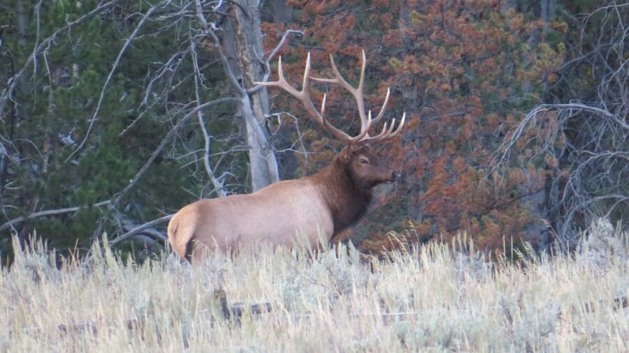 From Jackson: Yellowstone Day Tour Including Entrance Fee - Fountain Paint Pots, Hayden Valley, and Yellowstone Lake