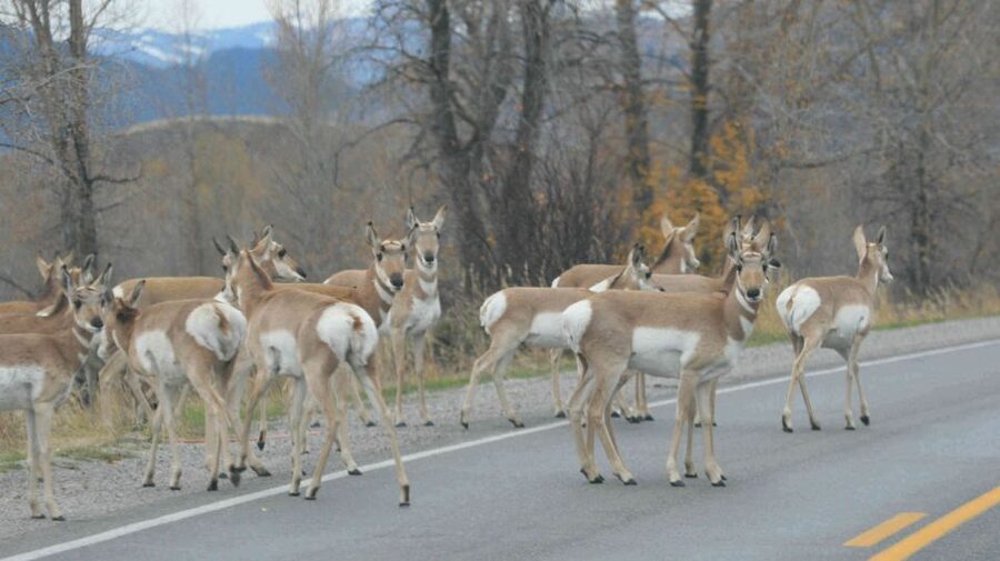 From Jackson: Yellowstone Day Tour Including Entrance Fee - Yellowstone Lake to the Grand Canyon of Yellowstone Falls