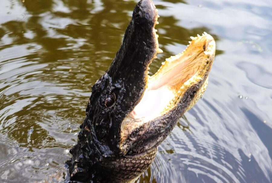 From Lafitte: Swamp Tours South of New Orleans by Airboat - Getting To Lafitte: Meeting Point and Pickup Options Near New Orleans