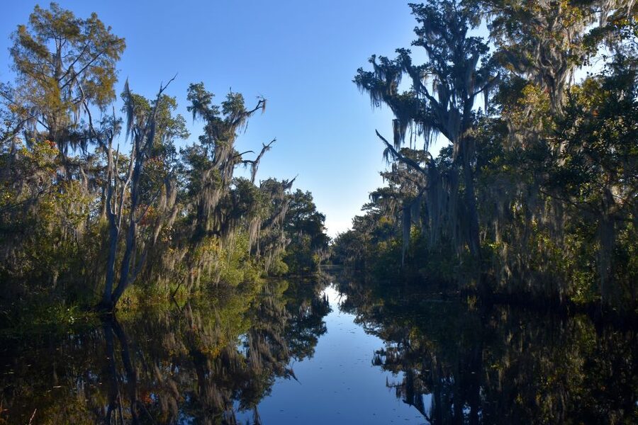 From Lafitte: Swamp Tours South of New Orleans by Airboat - Tiny Canals vs Open Water: The Best Parts of the Route