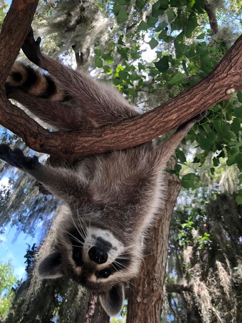 From Lafitte: Swamp Tours South of New Orleans by Airboat - Timing, Weather, and What to Bring for a Comfortable Ride