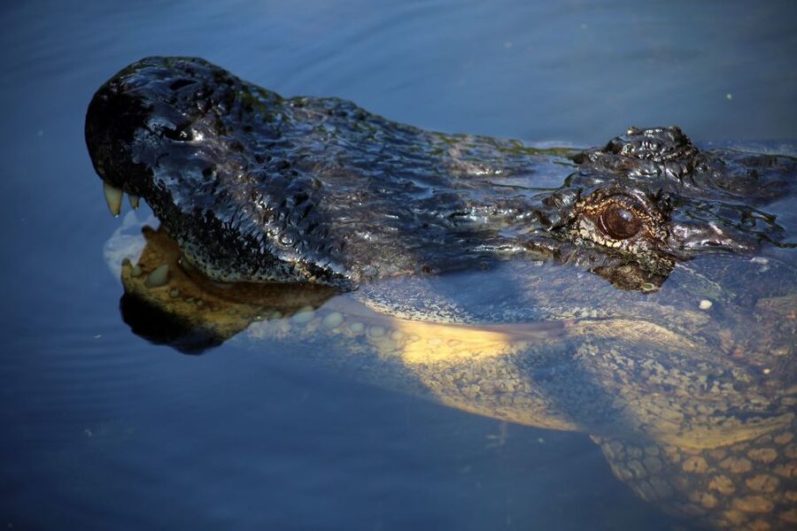 From Lafitte: Swamp Tours South of New Orleans by Airboat - Value for $59: When This Airboat Tour Beats the Usual New Orleans Chaos