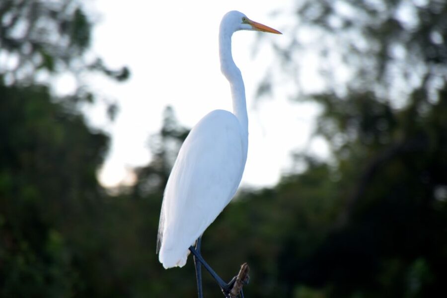 From Lafitte: Swamp Tours South of New Orleans by Airboat - Who Should Book This Airboat Tour and Who Should Skip It