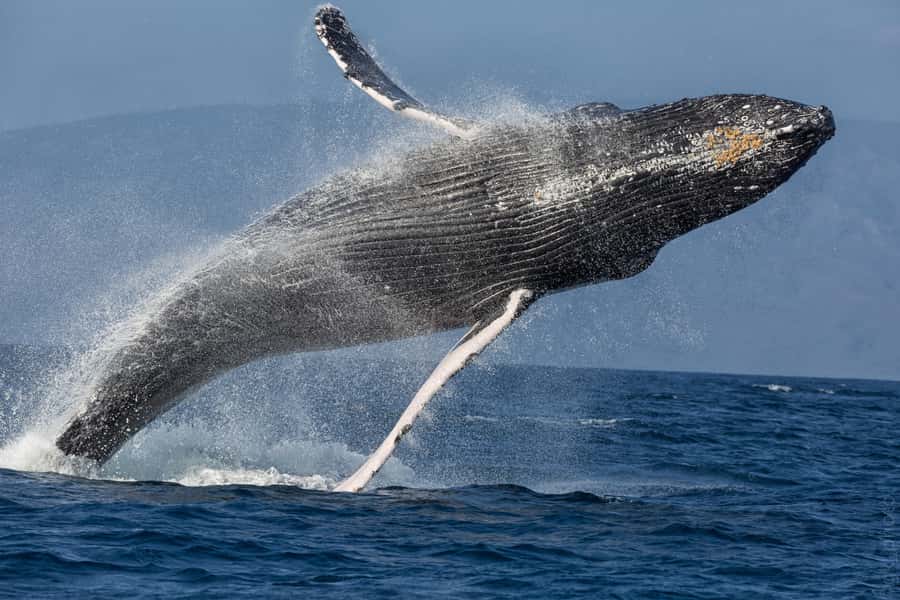 From Ma'alaea: 'Alihilani Sunset Sail Catamaran Tour - Snacks, Drinks, and the Real Value of $114
