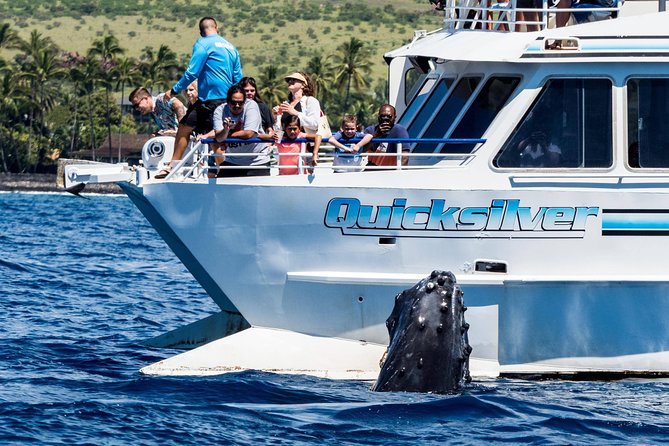 From Maalaea: Whale Watching Tour Aboard the Quicksilver - Boarding, check-in, and where to park without wasting time