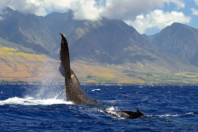 From Maalaea: Whale Watching Tour Aboard the Quicksilver - The 2-hour itinerary in real life: what happens out on the water