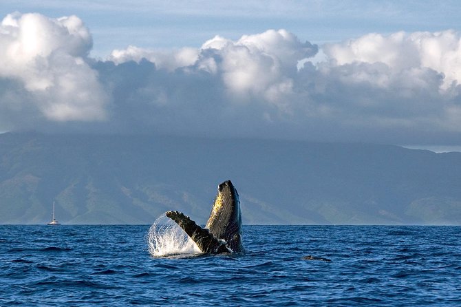 From Maalaea: Whale Watching Tour Aboard the Quicksilver - How hydrophones and onboard commentary change the experience
