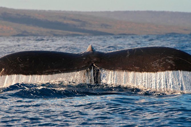 From Maalaea: Whale Watching Tour Aboard the Quicksilver - Whale watching season, what you’re most likely to see, and why it varies