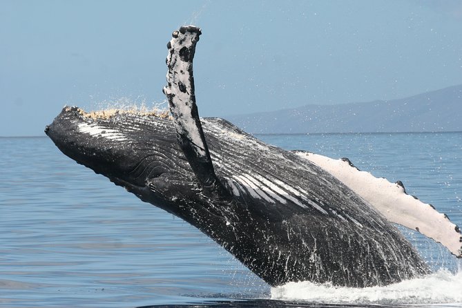 From Maalaea: Whale Watching Tour Aboard the Quicksilver - Comfort tips that make the difference on a bumpy catamaran