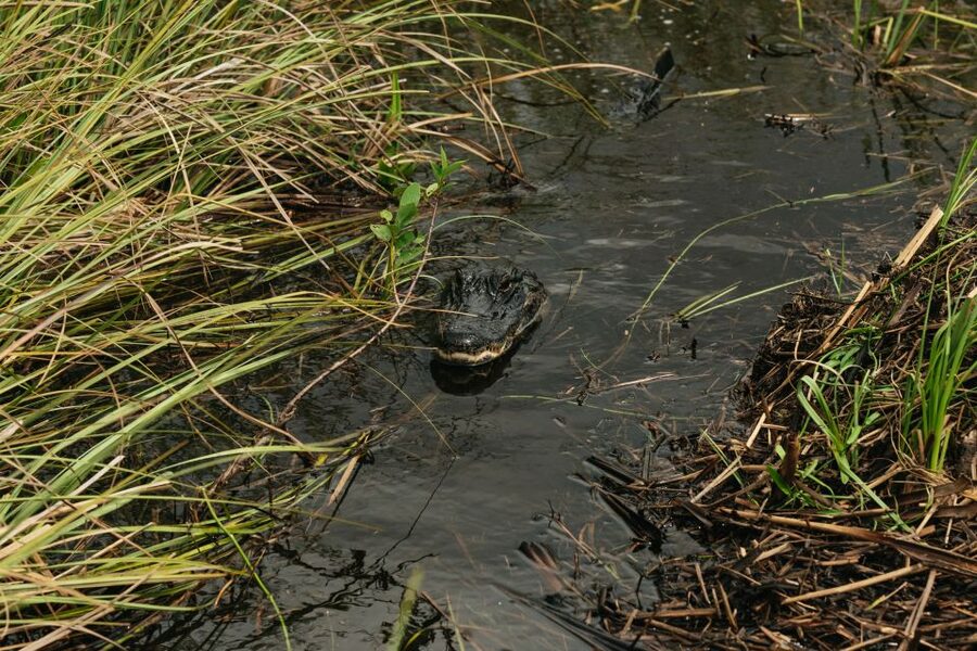 From Miami: Everglades Airboat Ride and Nature Walk - Is It Worth $189 Per Person? A Value Check