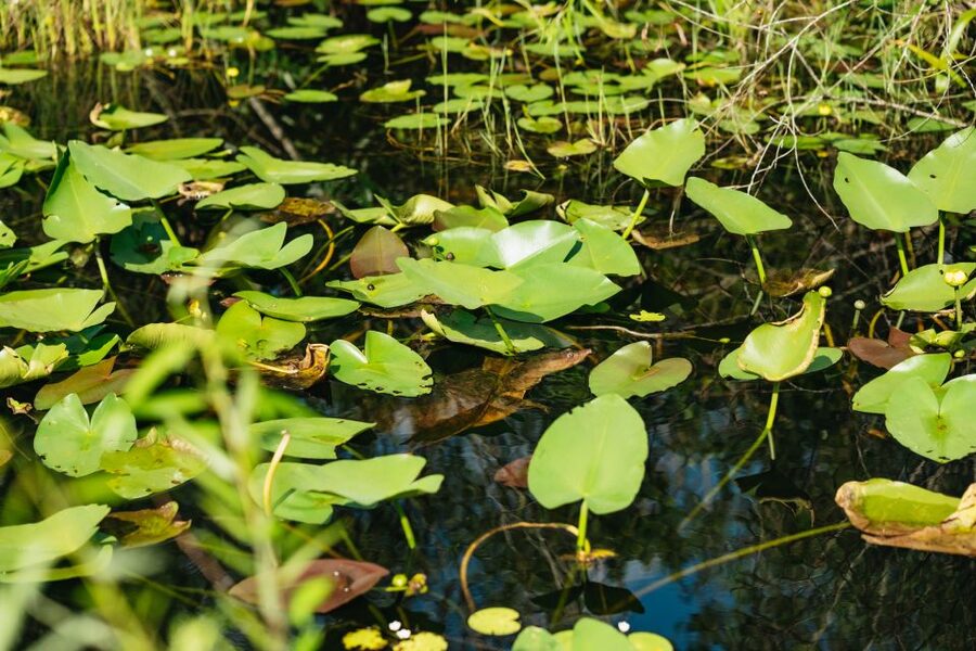 From Miami: Everglades Airboat Ride and Nature Walk - The Airboat Ride: Gliding Through Grasses to See Alligators Close
