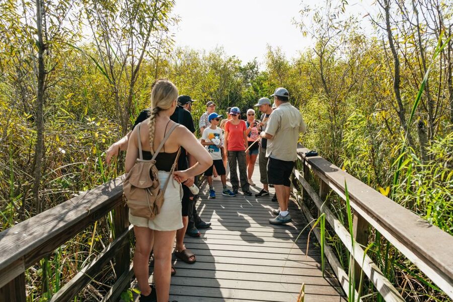 From Miami: Everglades Airboat Ride and Nature Walk - Wildlife Spotting Tips So You Get More Than One Gator