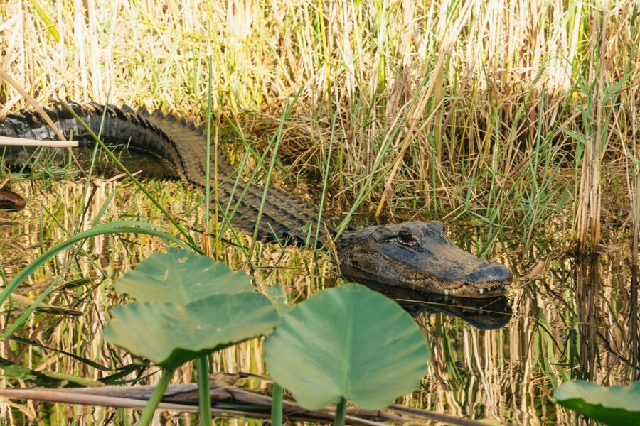 From Miami: Everglades Airboat, Wildlife Show & Bus Transfer - The 45-minute airboat hunt: spotting alligators, turtles, and birds