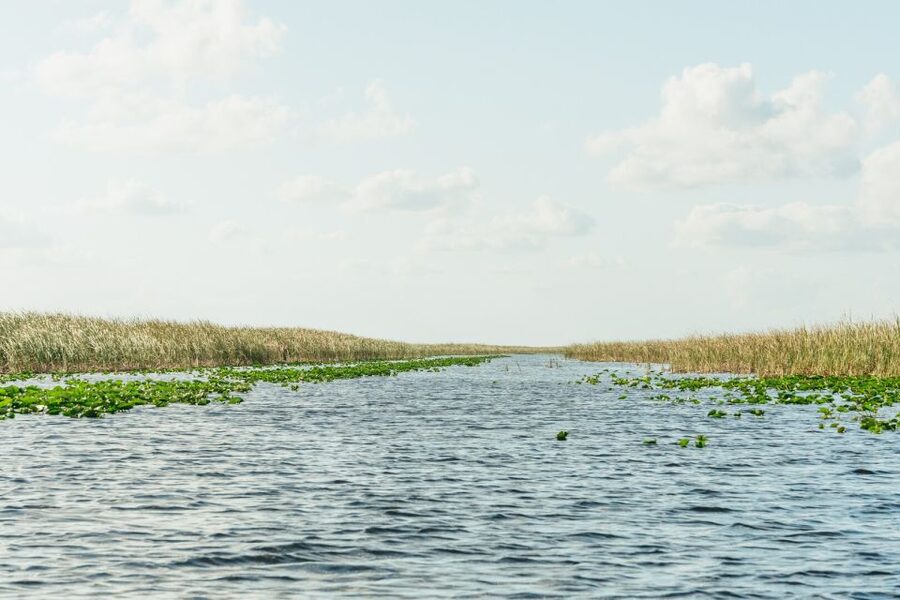 From Miami: Everglades Airboat, Wildlife Show & Bus Transfer - The alligator and wildlife show: education, handling, and different comfort levels