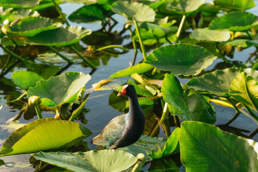 From Miami: Everglades Airboat, Wildlife Show & Bus Transfer - What to bring: the small items that keep the day smooth