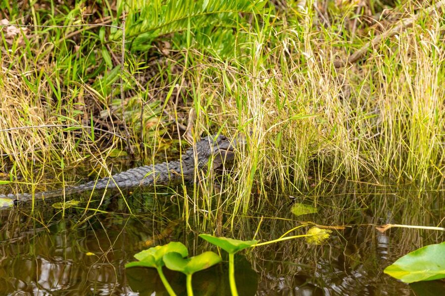 From Miami: Everglades Wildlife Show, Airboat & Bus Transfer - The airboat ride: how to spot gators in the River of Grass and mangrove tunnels