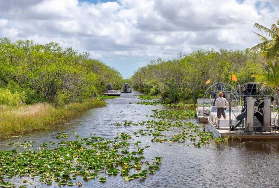From Miami: Everglades Wildlife Show, Airboat & Bus Transfer - The live alligator show: what you learn and why it’s not just a gimmick