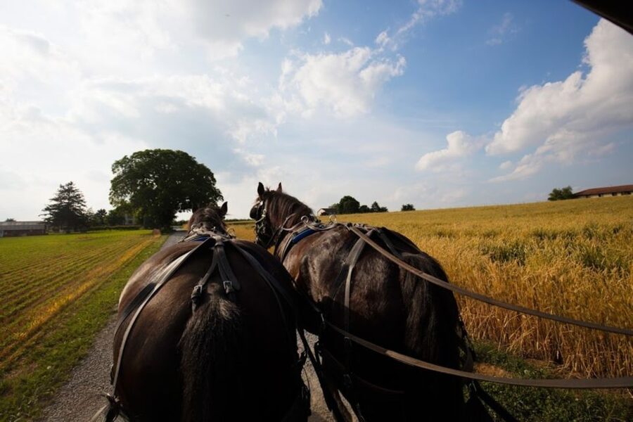 From NYC: Day Trip to Philadelphia and Amish Country - The Amish Market Stop: Lunch Time, Shopping, and Staying Realistic
