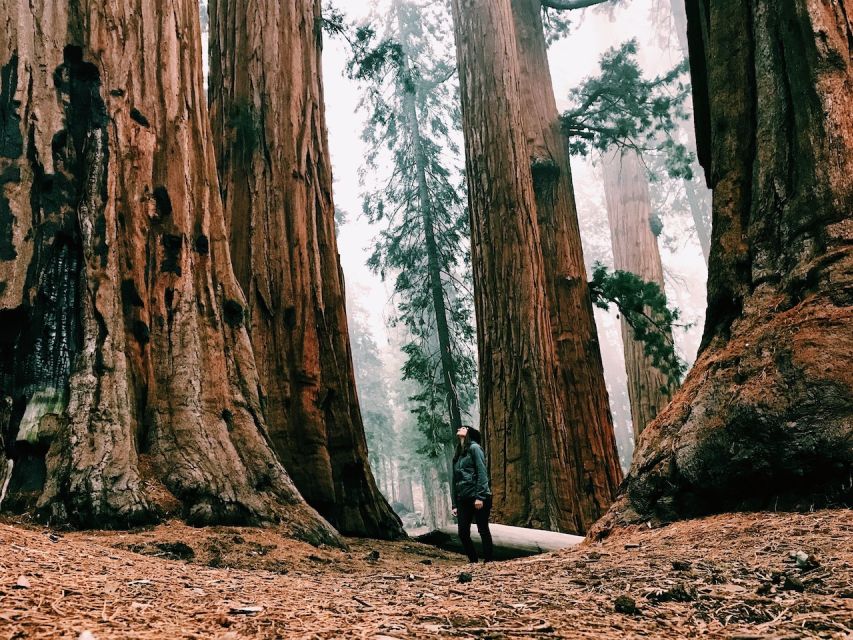 From San Francisco: Day Trip to Yosemite National Park - Your 3 to 4 hours by Yosemite Falls: how to spend it well