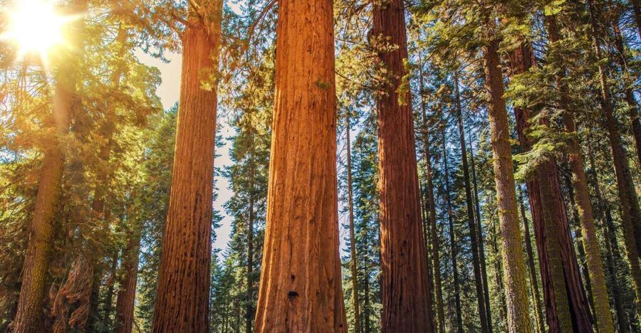 From San Francisco: Guided Muir Woods Excursion - Key highlights worth your attention