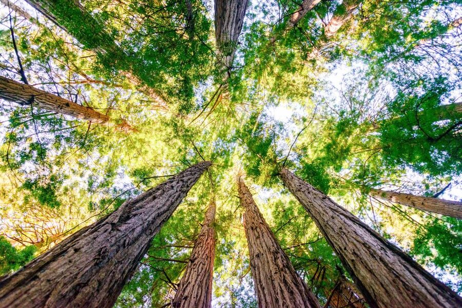 From San Francisco: Guided Muir Woods Excursion - Armstrong Redwoods Detour: What to Expect if Muir Woods Is Closed