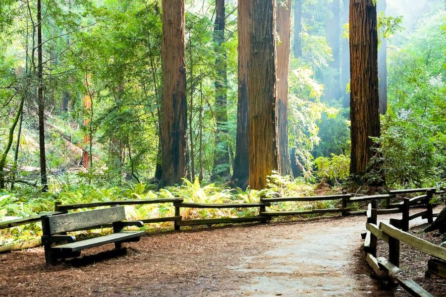 From San Francisco: Guided Muir Woods Excursion - The Redwood Walk: The Flat, Paved 90-Minute Stroll (And What It Includes, Realistically)