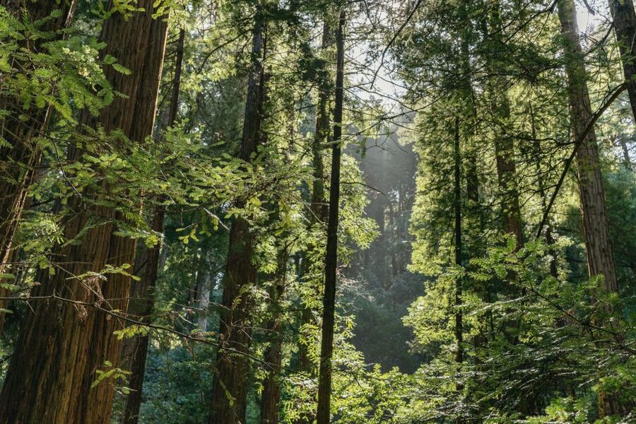 From San Francisco: Guided Muir Woods Tour - Should you book this Muir Woods guided tour from San Francisco?