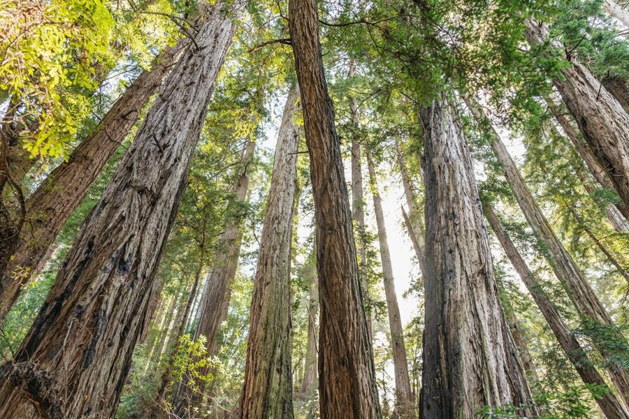 From San Francisco: Guided Muir Woods Tour - Leaving the city: mini city tour, wildlife spotting, and the Golden Gate moment