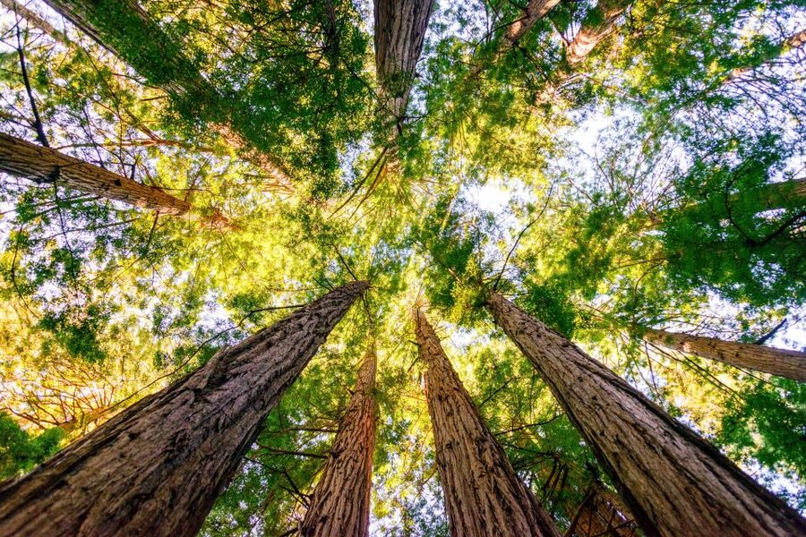 From San Francisco: Guided Muir Woods Tour - What you really get for the $77 price