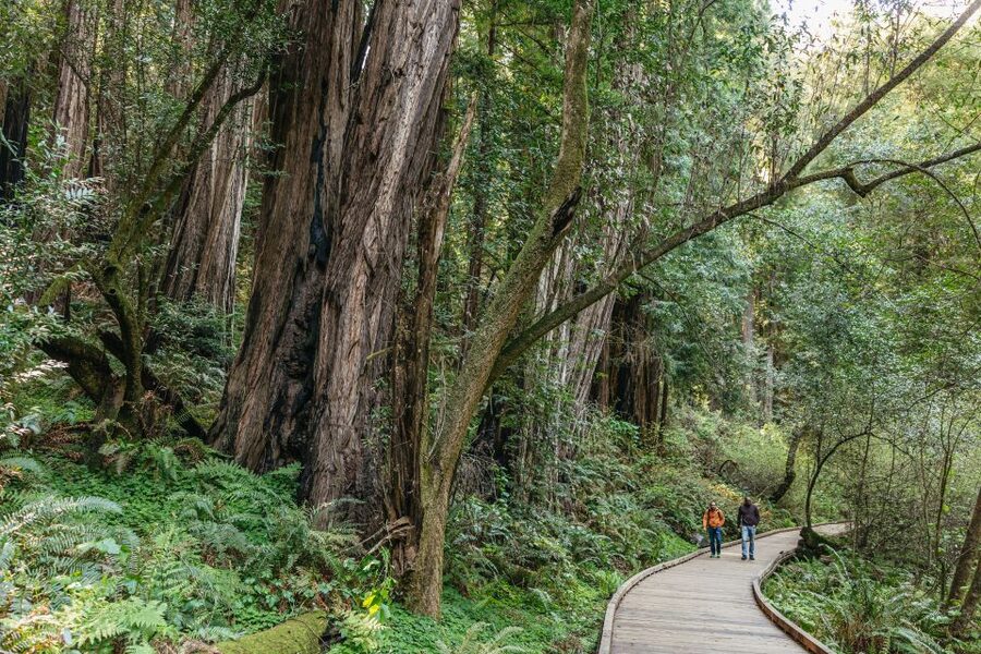 From San Francisco: Guided Muir Woods Tour - Who should book this, and who should consider another plan