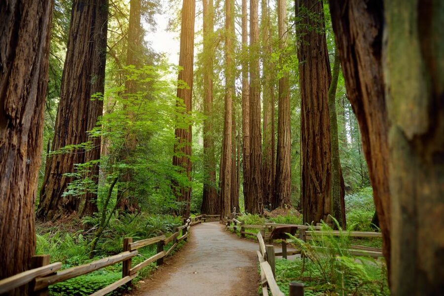 From San Francisco: Guided Tour to Muir Woods - Comfort, guide energy, and why the bus matters more than you think
