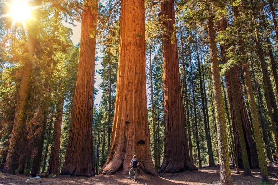 From San Francisco: Guided Tour to Muir Woods - Meeting point and timing that keep the day from slipping