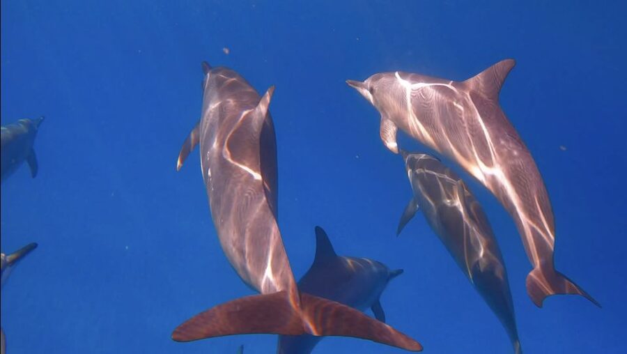 From Waikiki: Turtle Canyon Snorkeling Tour - Key highlights worth booking for