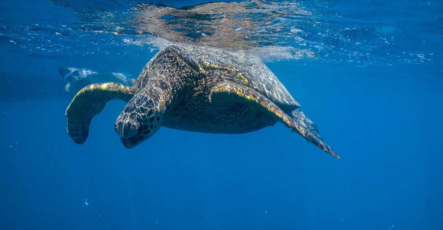 From Waikiki: Turtle Canyon Snorkeling Tour - Why Turtle Canyon is the Waikiki snorkel spot to take seriously