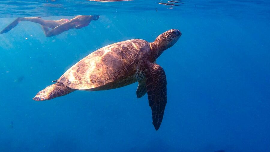From Waikiki: Turtle Canyon Snorkeling Tour - Turtle Canyon snorkeling: what you do with your body and your brain