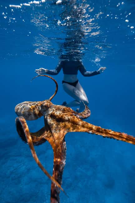 From Waikiki: Turtle Canyon Snorkeling Tour - Wildlife odds: what you should expect beyond turtles