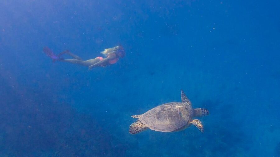 From Waikiki: Turtle Canyon Snorkeling Tour - The boat, the gear, and the small comforts you will notice