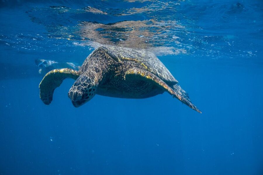 From Waikiki: Turtle Canyon Snorkeling Tour - The 90-minute rhythm: how the day actually flows