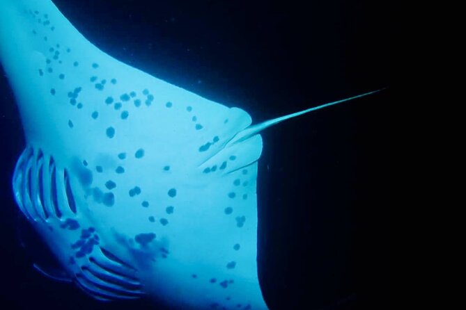 Glow of the Deep: Night Snorkeling with Manta Rays - Water Temperature and What to Wear So You Don’t Rush Your Own Fun