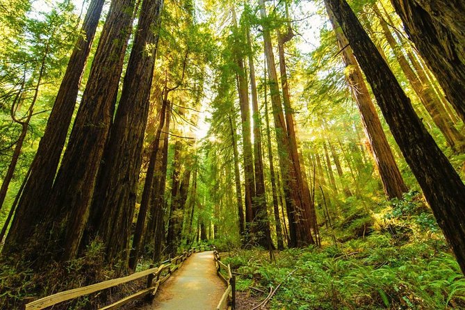 Golden Gate Bridge Muir Woods Sausalito with Optional Alcatraz - A half-day that actually shows you San Francisco