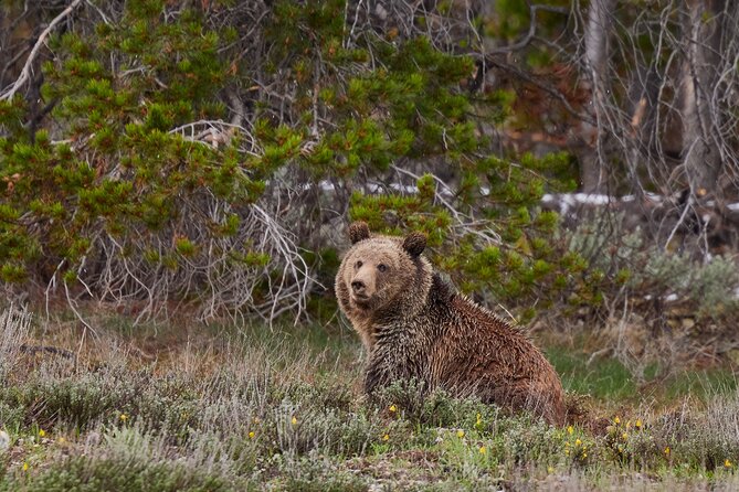 Grand Teton Half Day Tour - Mormon Row and the feeling of the Tetons in the 1890s