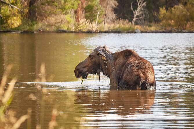 Grand Teton Half Day Tour - Jenny Lake, Menor’s Ferry, and Snake River Overlook: scenic plus historic