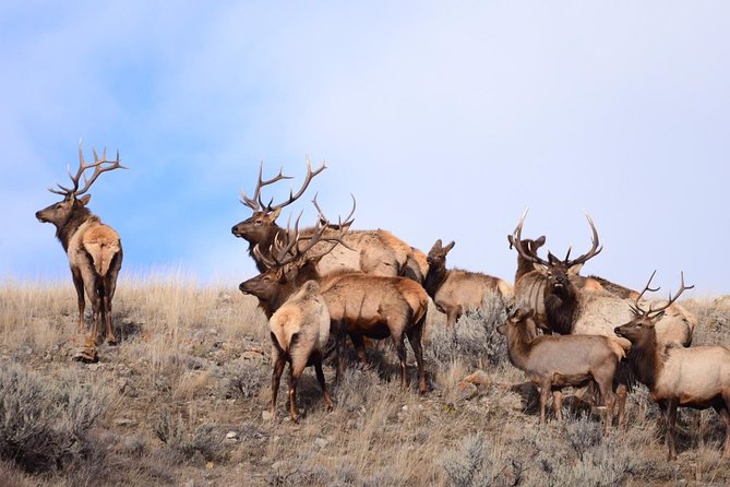 Grand Teton Wildlife Safari in a Enclosed or Open-Air Vehicle (season dependent) - Animals are there, but so is the reality check
