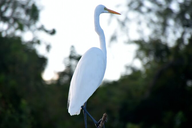 Guided Boat Tour of New Orleans Bayou - What happens during the ride, including the real pace on the water