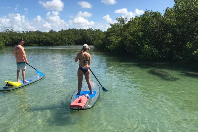 Guided Island EcoTour: CLEAR/Standard Kayak, SUP - Bonita Springs - Wildlife spotting: dolphins, birds, and manatees (with honest expectations)