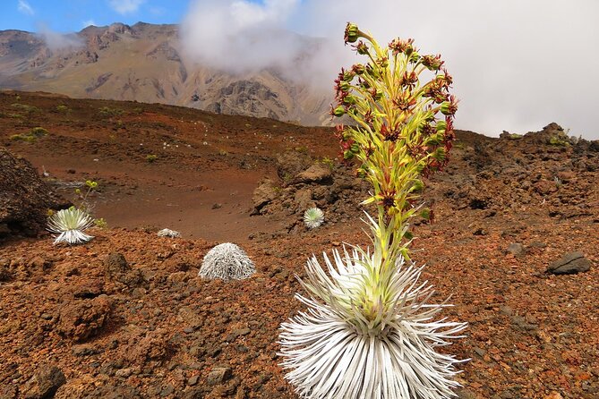 Haleakala Sunrise Best Self-Guided Bike Tour - Haleakala Crater and Visitor Stops: How the Sunrise Timing Works