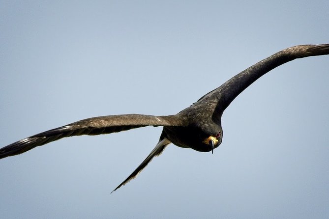 Half-day Everglades National Park Tour and 1-Hour Air Boat Ride - Tamiami Trail Scenic Driving: Birding Time Without the Hiking