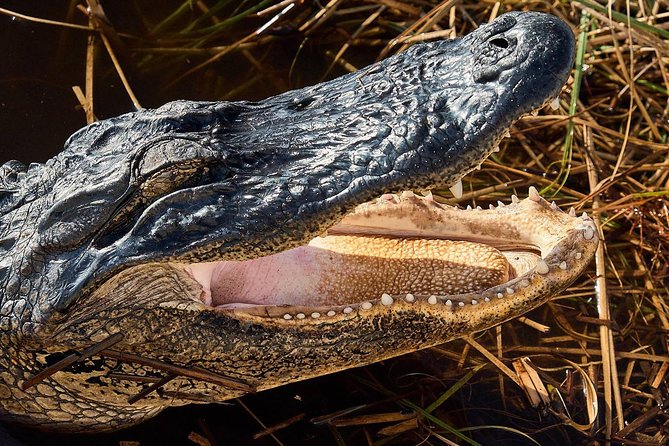 Half-day Everglades National Park Tour and 1-Hour Air Boat Ride - Price and Value for $189, What You Get and What You Should Add